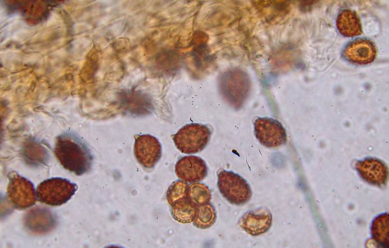 Psathyrella lacrymabunda